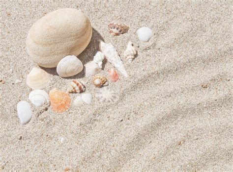 Seashells In Sand Stock Image Image Of Pattern Nature 25739067