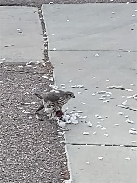 Saw a Peregrine Falcon today east side of town. Thought it was cool : r