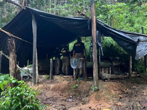 Destruyen Manzanas De Planta De Coca En Iriona Col N