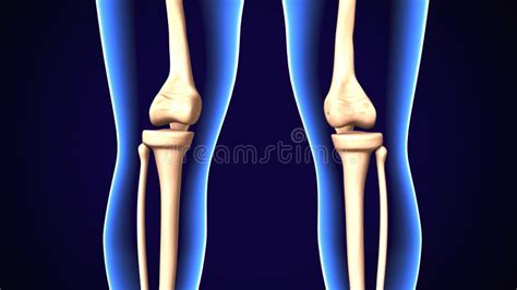 3d Rendeu A Ilustração Da Anatomia De Um Joelho Humano Ilustração Stock