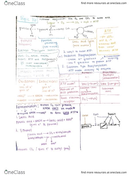 BIO 152 Midterm EXAM 3 STUDY GUIDE OneClass