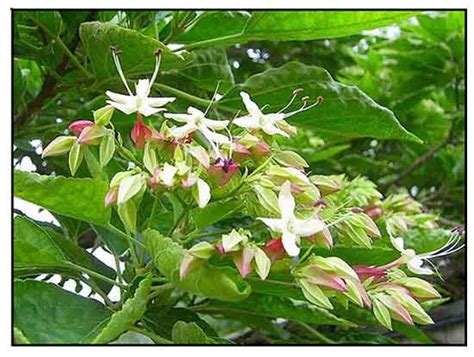 Tungaw / Clerodendrum trichotomum / Harlequin glory bower/ Alternative Medicine