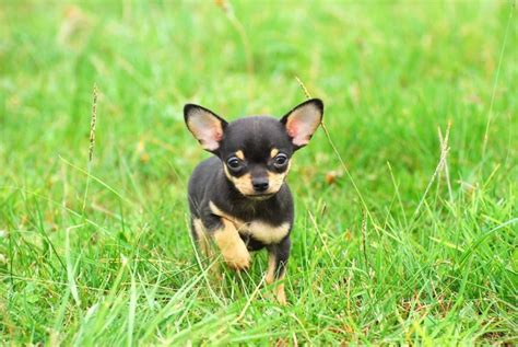 10 Interesting Facts About Chihuahuas