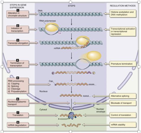 Regulation Of Gene Expression Concepts Flashcards Quizlet