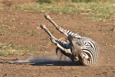 Burchells Zebra stock image. Image of outdoors, safari - 10430201