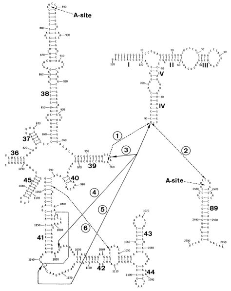 The Secondary Structure Of 5s Rrna Helices Numbered I V 29 And Of