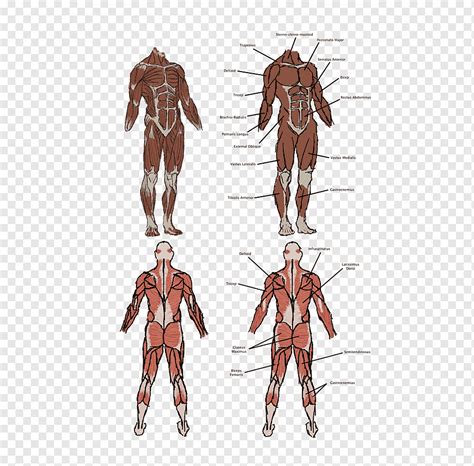 Pria Vitruvian Homo Sapiens Otot Anatomi Tubuh Manusia Otot Anatomi