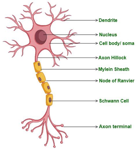 Nervous System Definition Structure Types And Functions