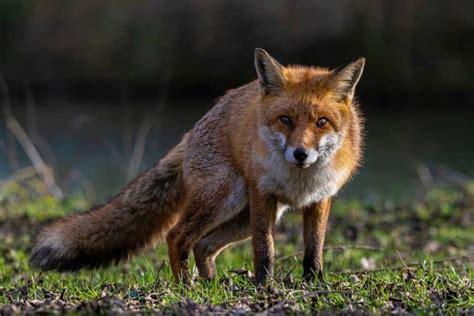 Was Wildschweine Fressen Waldpedia De