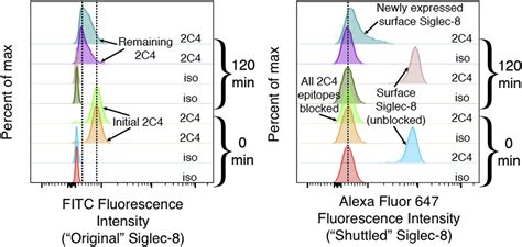 Leveraging Siglec Endocytic Mechanisms To Kill Human Eosinophils And