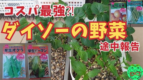 daiso vlog youtube