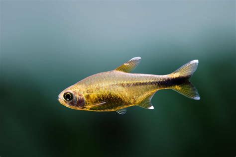 Glowlight Tetra Hemigrammus Erythrozonus Ultimate Care Guide Fish