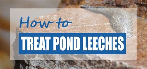 How to Get Rid of Leeches in Ponds (Quick & Safe Treatments) - Pond ...