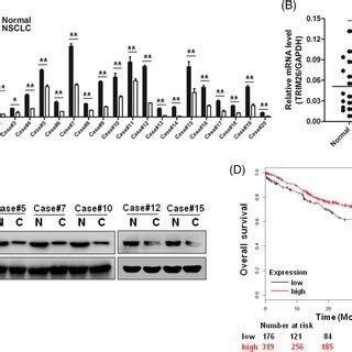 Trim Stabilizes Pten Protein In Nsclc Cells A Hek T Cells Were