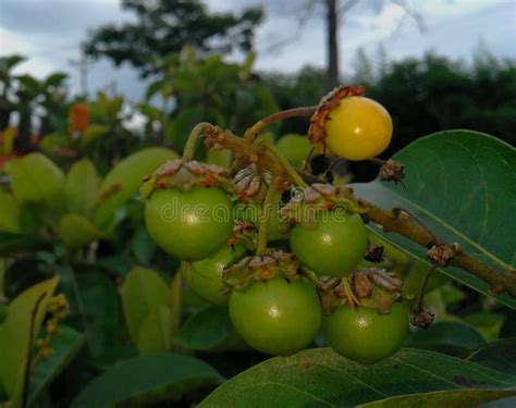 Nance Tropical Fruit Stock Photo Image Of Tropic Nance 130132760