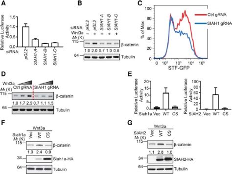 Siah Proteins Positively Regulate Wnt Catenin Signaling A