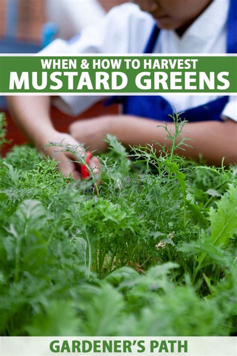 How To Harvest Mustard Greens Gardeners Path