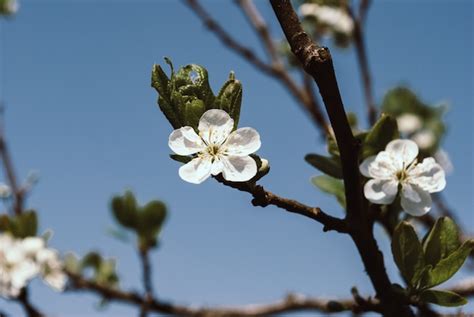 Premium Photo Beautiful Floral Spring Abstract Background Of Nature