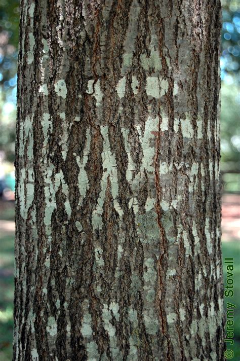 Sfa Dendro Fagaceae Quercus Shumardii Shumard Oak Lab 3