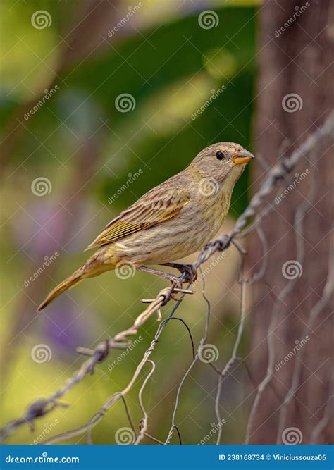 Saffron Finch Bird Stock Photo Image Of Life Bird