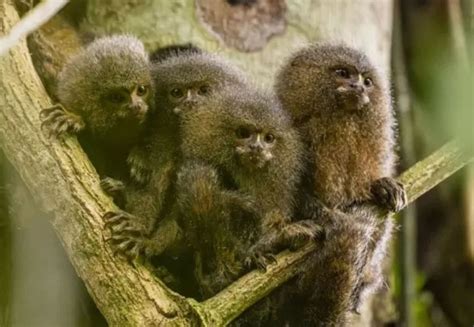 Tipos De Macacos Pequenos - 15 cm de fofura: conheça o menor macaco do mundo que vive na Amazônia