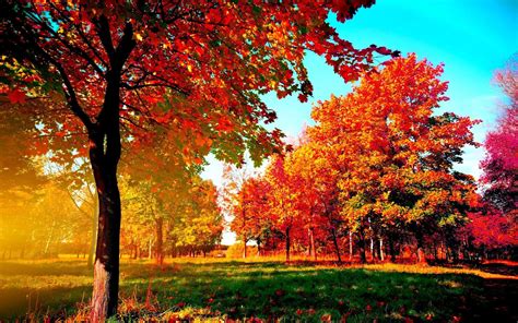 100 Fall Trees Wallpapers