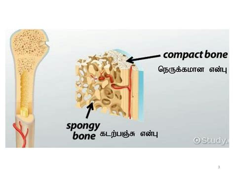 SOLUTION: Basic anatomy types of bones - Studypool