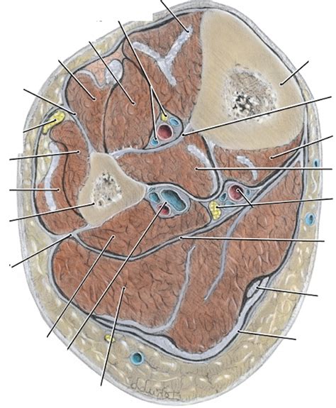 Leg Cross Section Diagram Quizlet