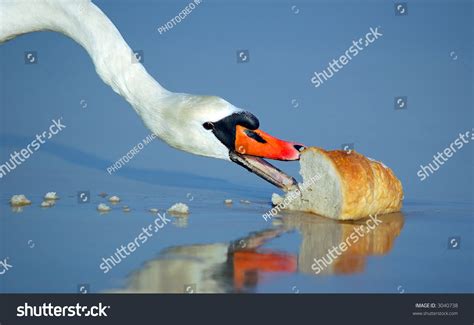 Beautiful Swan Eating Bread Stock Photo 3040738 : Shutterstock