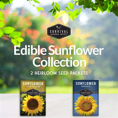 Sunflower Seed Collection 2 Varieties Survivalgardenseeds