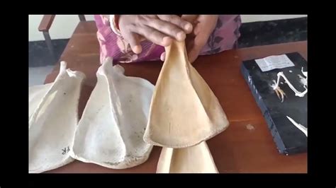 comparative anatomy  scapula   animals youtube