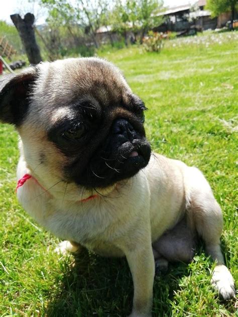 Най-сладките мопсове в България