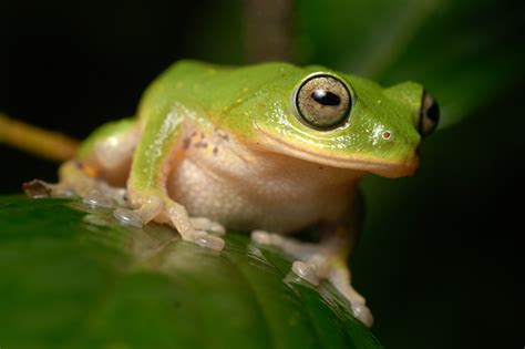 Pretty Bush Frog Kalyan Varma Photography