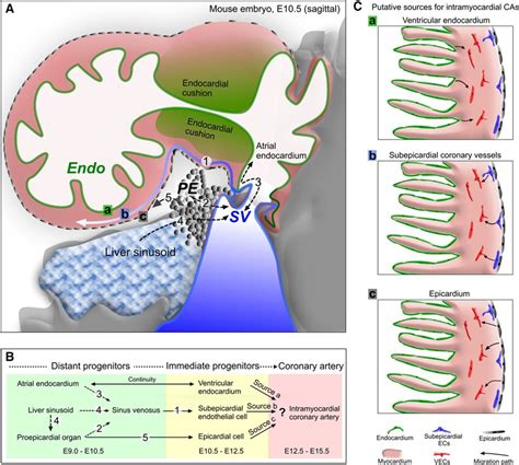 Cellular Origin And Developmental Program Of Coronary Angiogenesis