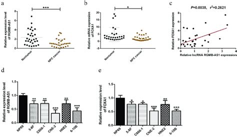 Lncrna Rgmb As And Foxa Mrna Levels Were Down Regulated In Npc