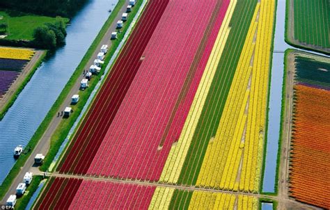 Eat Your Heart Out Crayola! Stunning Dutch Tulip Fields [Gallery] — Vagabondish