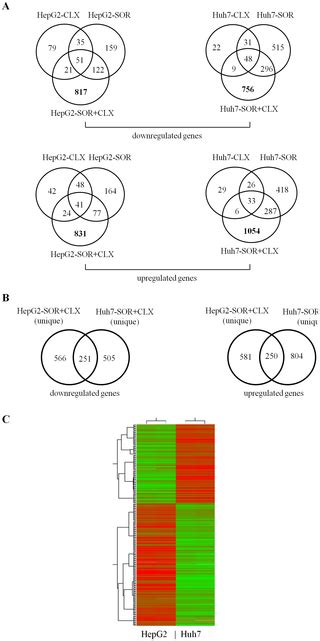 Novel Combination Of Sorafenib And Celecoxib Provides Synergistic Anti