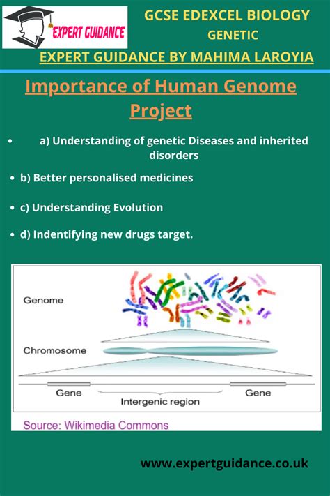 Gcse Edexcel Biology Genetic Importance Of Human Genome Project Complete Revision Summary