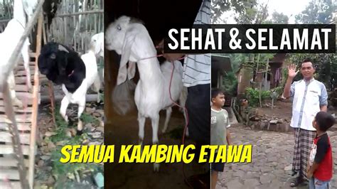 SERAH TERIMA 12 EKOR KAMBING ETAWA KE CUSTOMER LAMONGAN MOJOKERTO