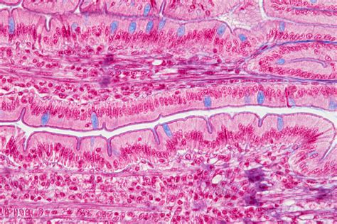 Small Intestine Light Micrograph Bild Kaufen Science