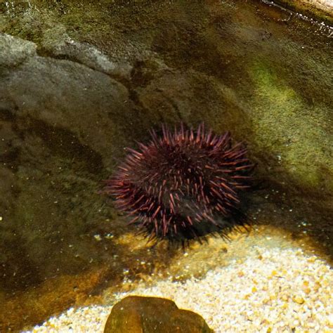 Purple Sea Urchin - Georgia Aquarium