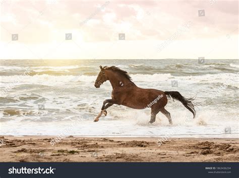 1,849 Wild horses running on the beach Images, Stock Photos & Vectors ...