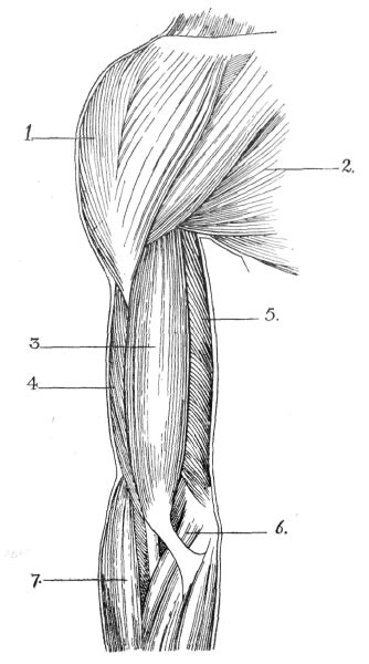 The upper limb muscles – Artofit