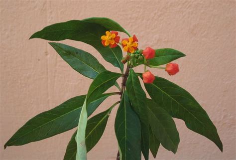 Alguien Sabe C Mo Se Llaman Estas Plantas