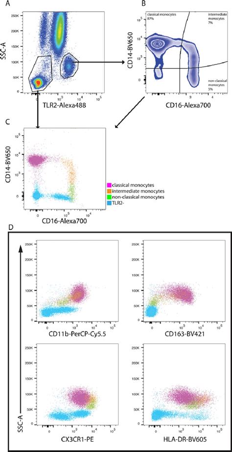 Tlr2 Bright Cells Express Canonical Monocyte Markers In Human Blood