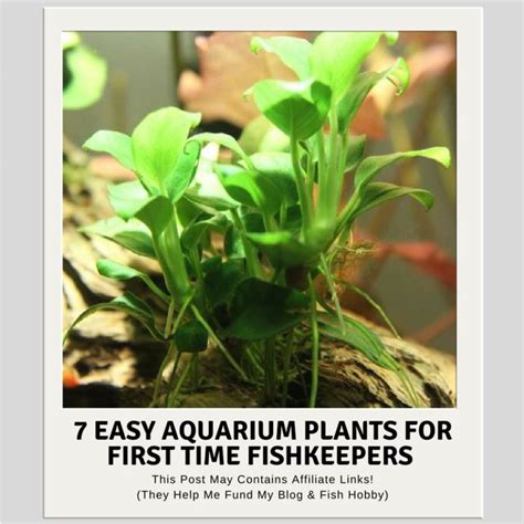 Seven Easy Aquarium Plants For First Time FishKeepers | Planted ...