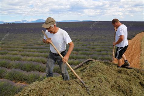 Lavender Harvest France Stock Image C Science Photo Library