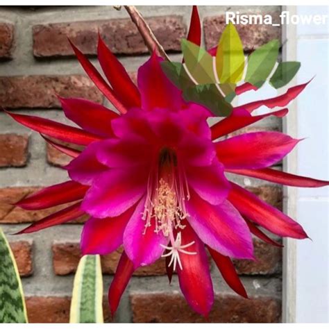 Jual POHON WIJAYA KUSUMA BARAME EPIPHYLLUM TANAMAN HIAS Shopee