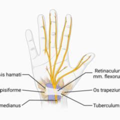 Corpus: Transverse carpal ligament - DocCheck Flexikon