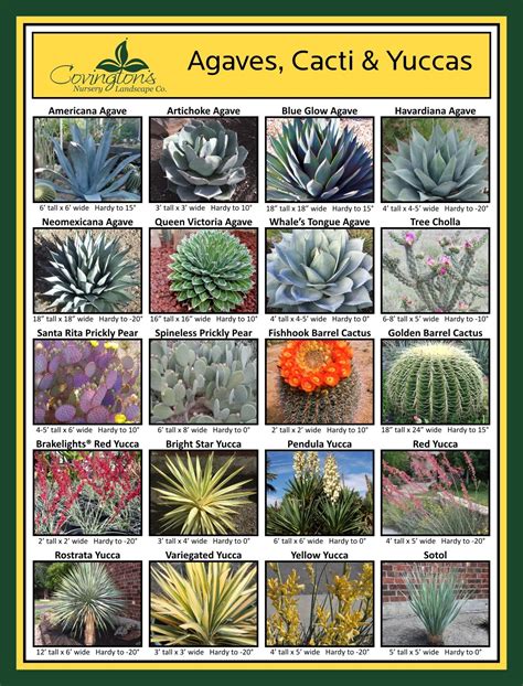 Agave, Cactus & Yucca Varieties - Covingtons